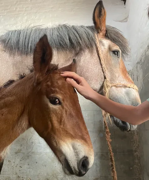 Fleur, het pasgeboren trekpaardveulen