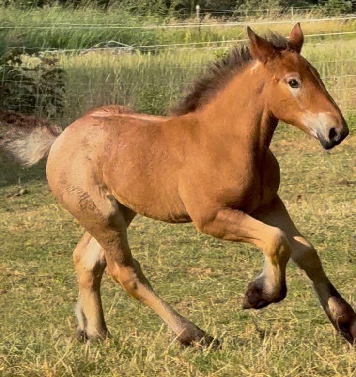 Het trekpaardveulen Parel galoppeert door de weide
