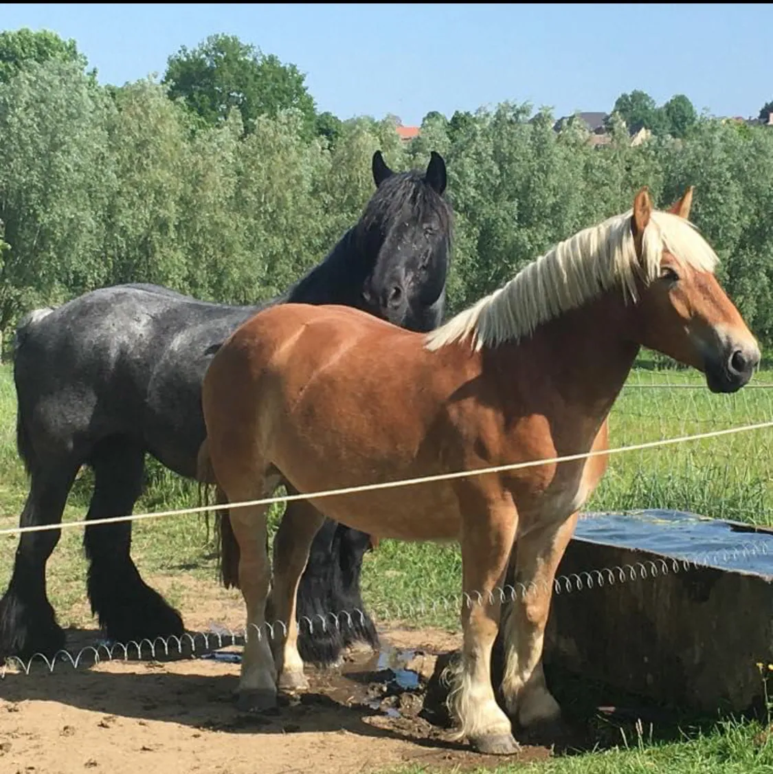 Het Belgisch trekpaard Wanja aan het werk op de boerderij