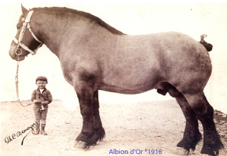 De hengst Albion d'Or (°1916) met een jongen aan de leidsels