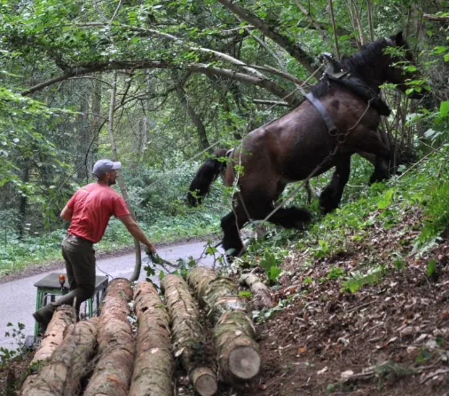 De Ardenner, een robuust trekpaard