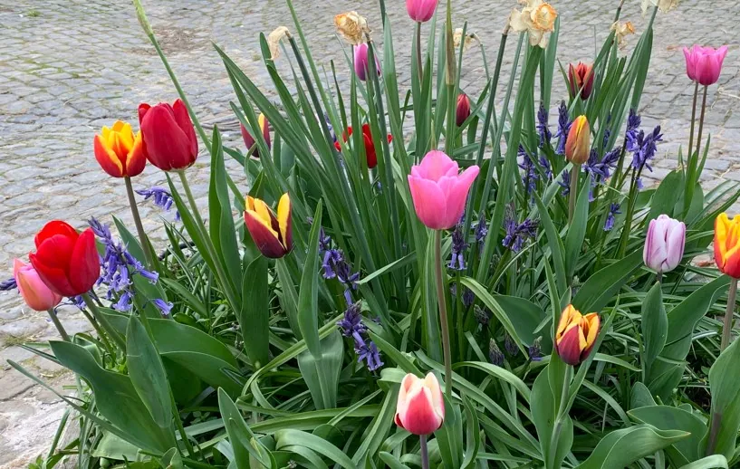 Bloemen als dankwoord op Haras de Vollezeele