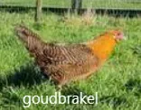 Een goudbrakelhoen tussen het pluimvee