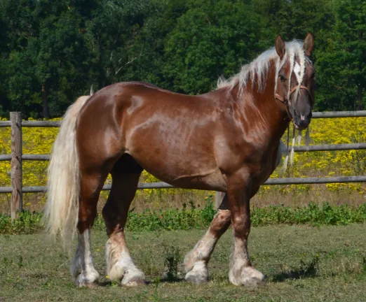 Een Breton trekpaard in voskleur
