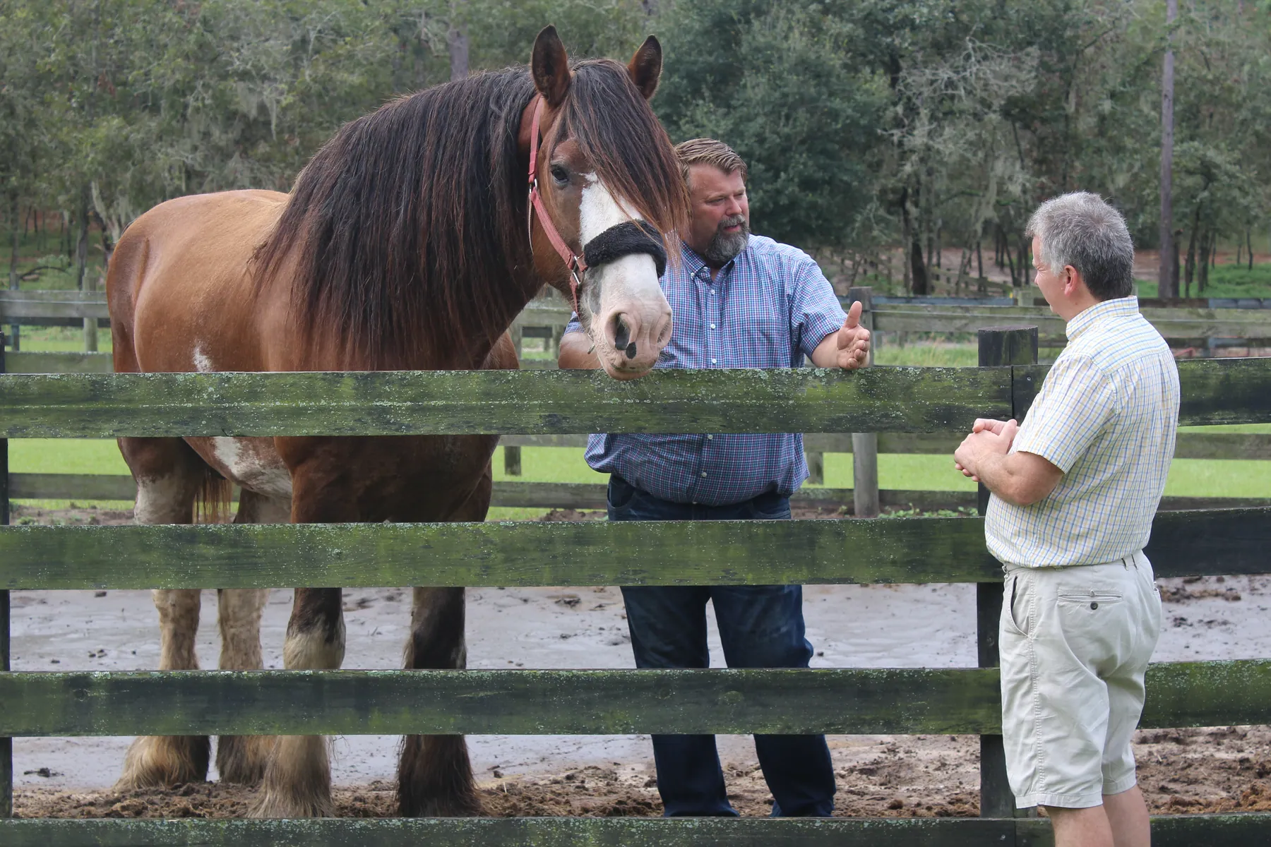 Een Clydesdale-trekpaard