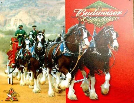 Een Clydesdale-gespan zoals dat van Budweiser