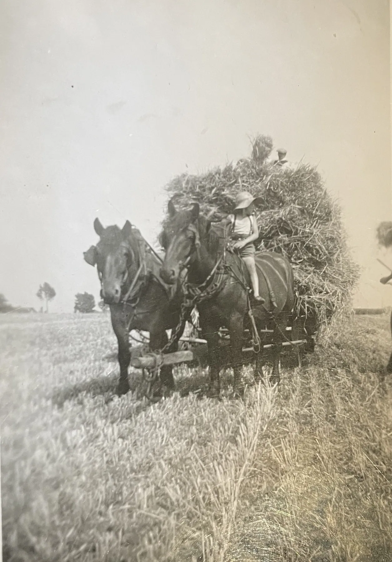 Historische foto van trekpaarden met houten karren op de stoeterij