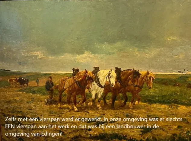 Trekpaarden te Edingen