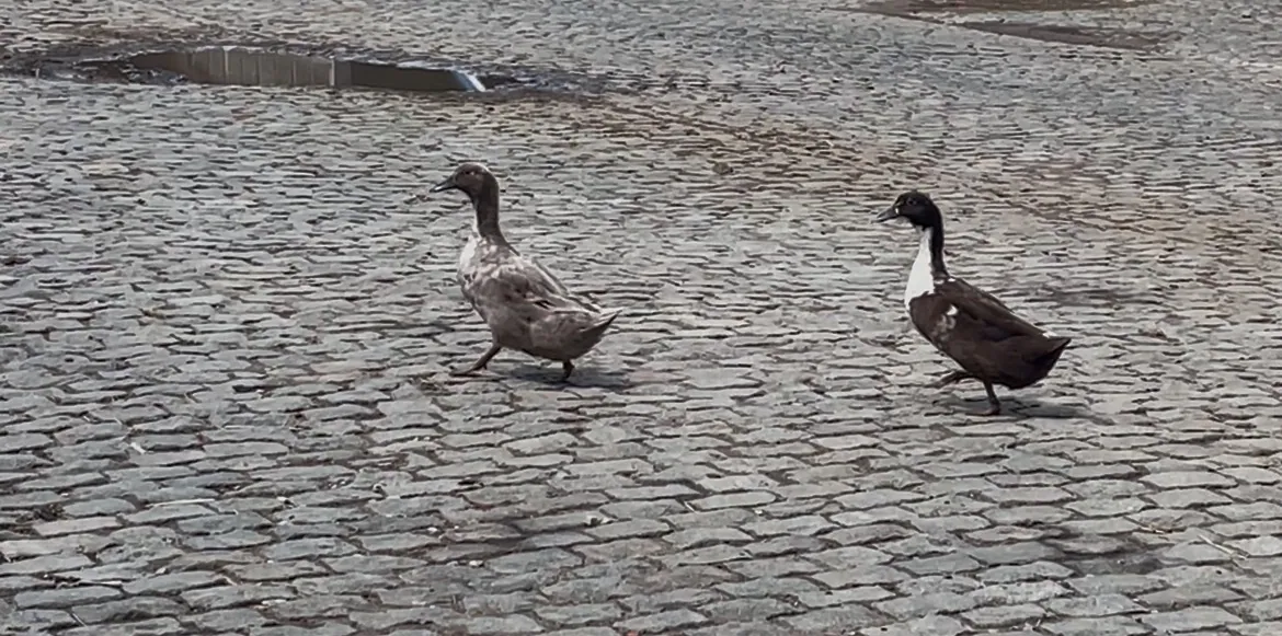 Huttegemse ganzen op de weide