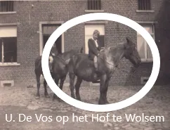 Een jong hengstenveulen op de stoeterij
