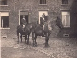 Belgische trekpaarden op de weide