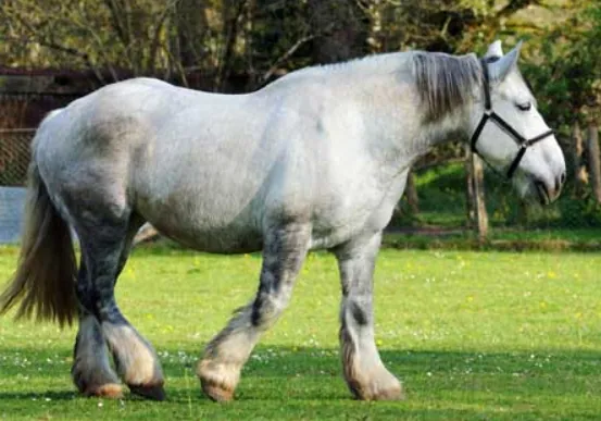 Een Percheron trekpaard