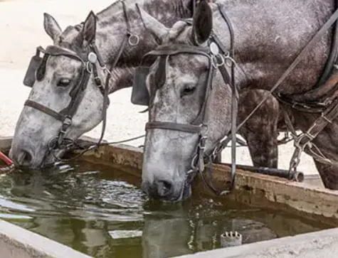 Percheron trekpaard in schimmelkleur