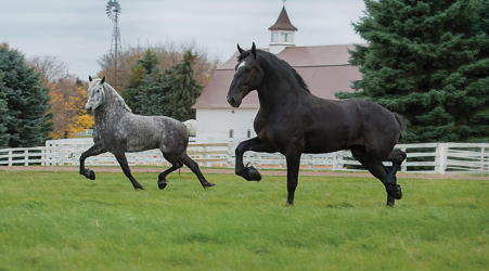 percheron3