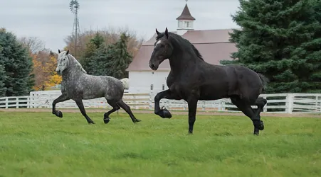 Percheron trekpaard op stal