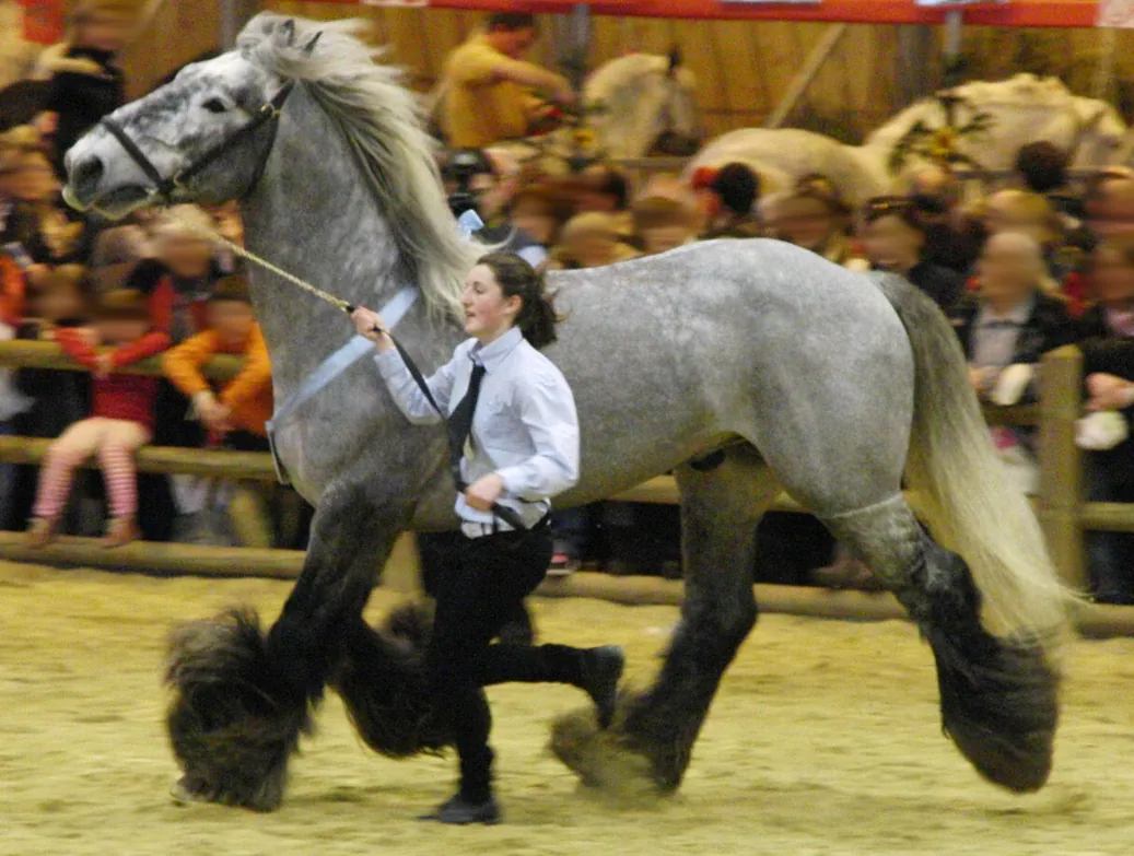 Een Poitevin trekpaard
