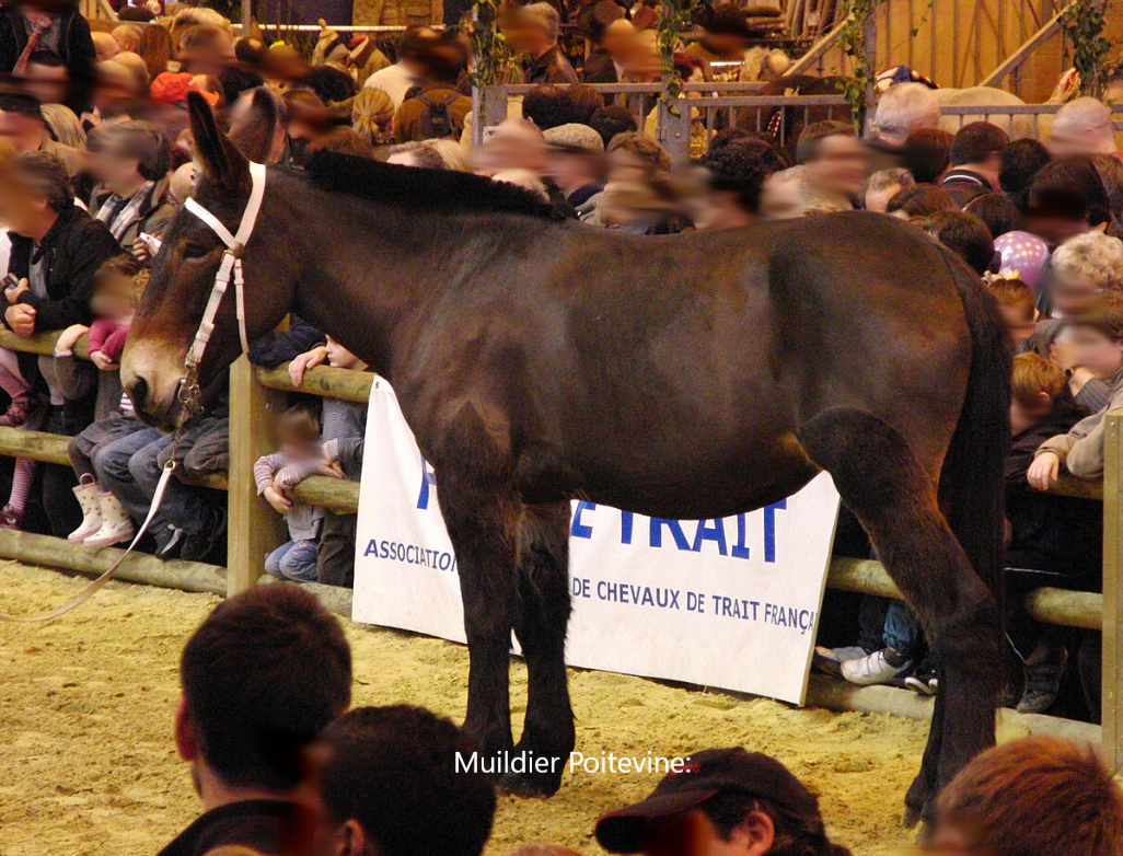 poitevin2