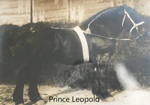 Gedenkplaat van dekhengst Prince Leopold