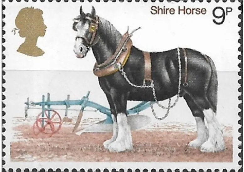 Een Shire met witte sokken en bles