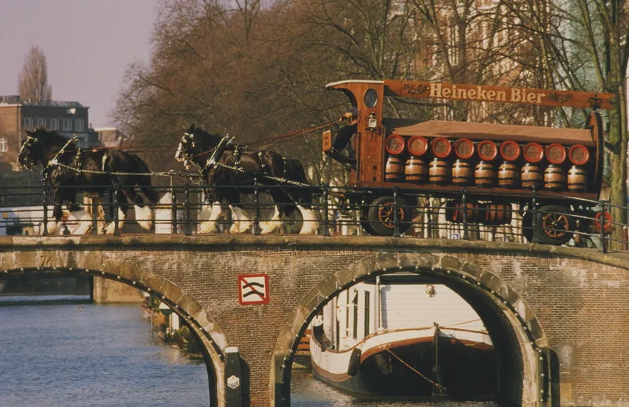 Een Shire-trekpaard, een van de grootste paardenrassen ter wereld