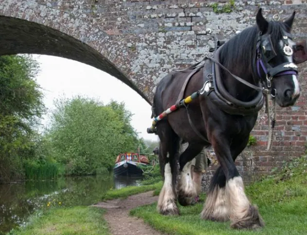 Een Shire-trekpaard in de weide