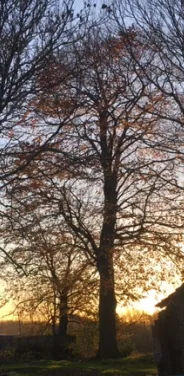 De siertuin met een majestueuze rode beuk op het erf