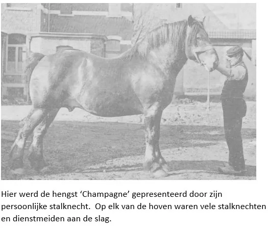 Stalknecht met een Belgisch trekpaard