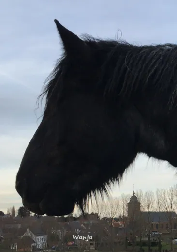 Blauwschimmel trekpaard Wanja op Haras de Vollezeele