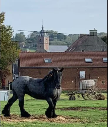 Belgisch trekpaard tijdens de Dag van het Brabants Trekpaard in Vollezele